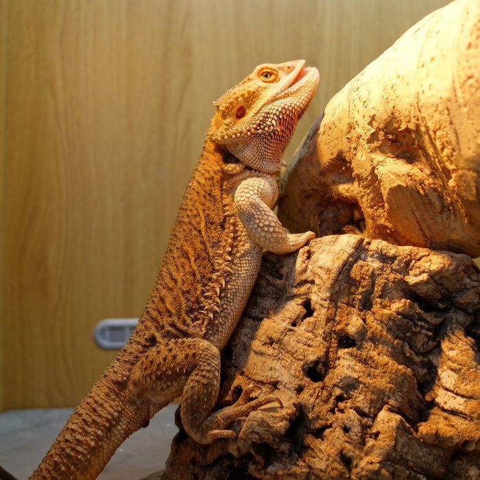 bearded-dragon basking