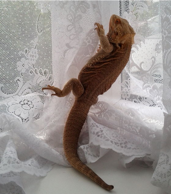 bearded dragon climbing