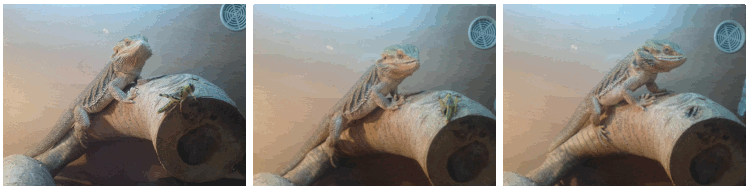 bearded dragon feeding