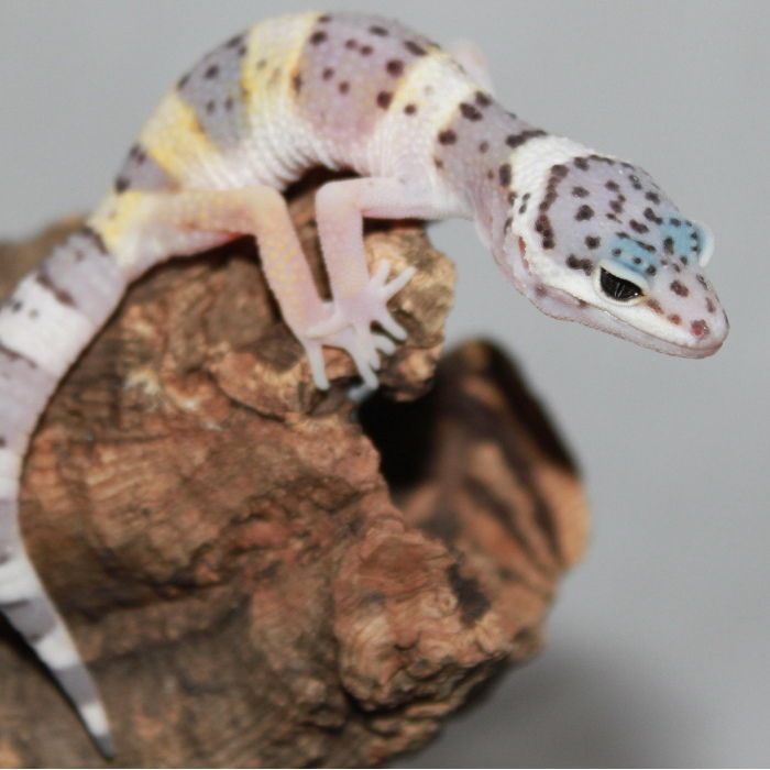 leopard gecko on log