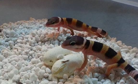 new born baby leopard geckos