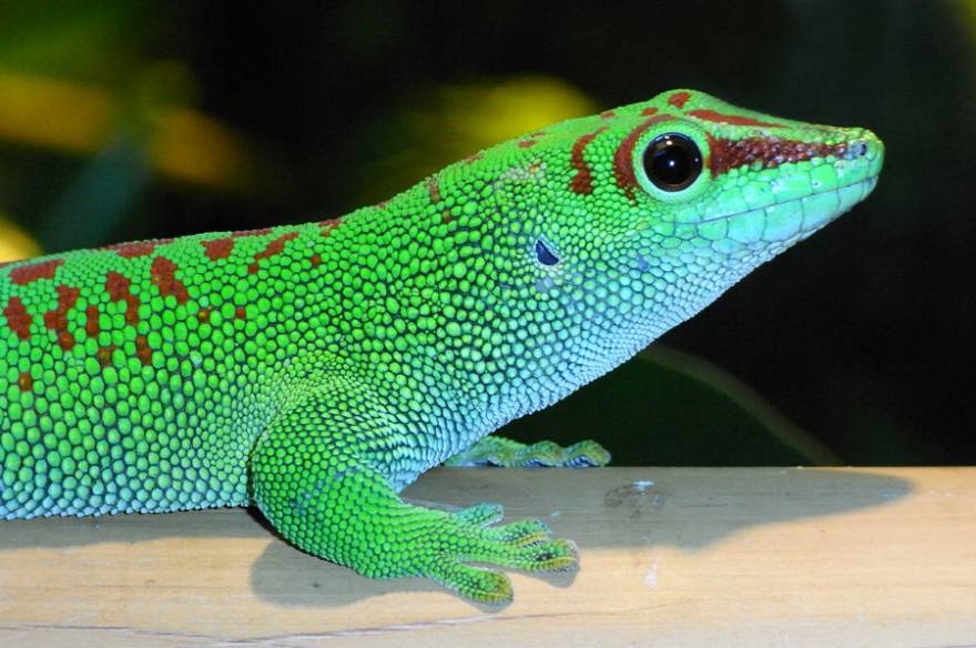 madagascar day gecko close up